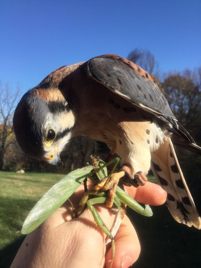 American Kestrel