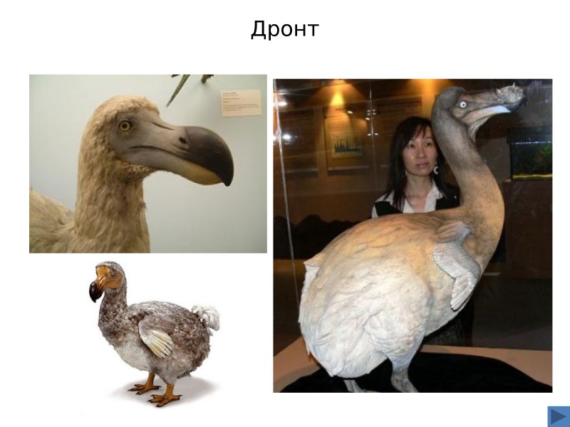 Дронт Палеонтологический музей