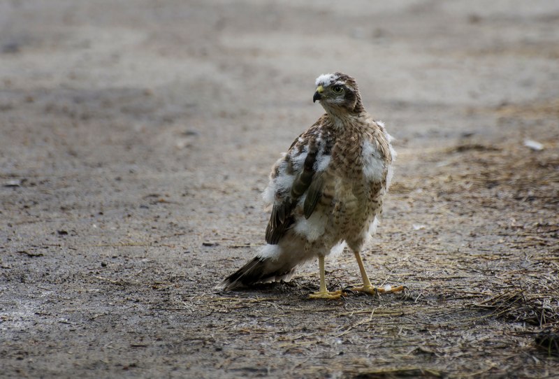 Малый перепелятник (Accipiter gularis