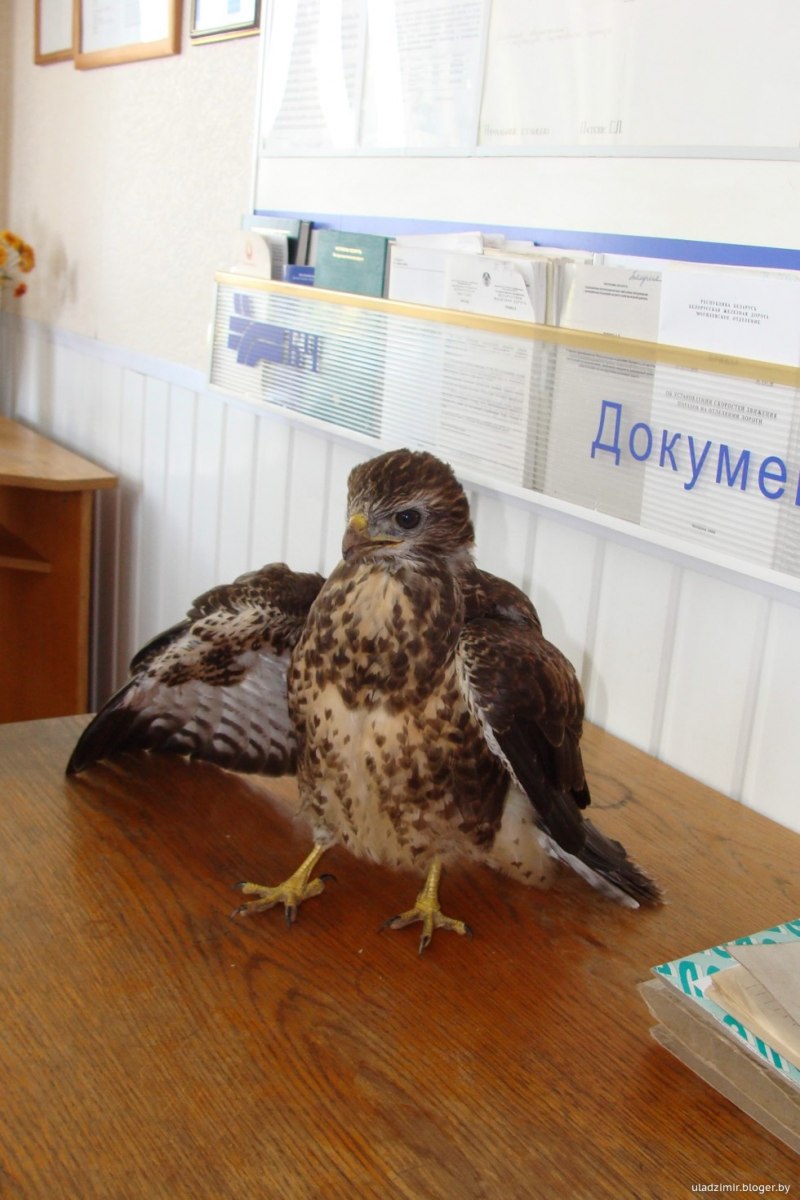 Сокол перепелятник птенец