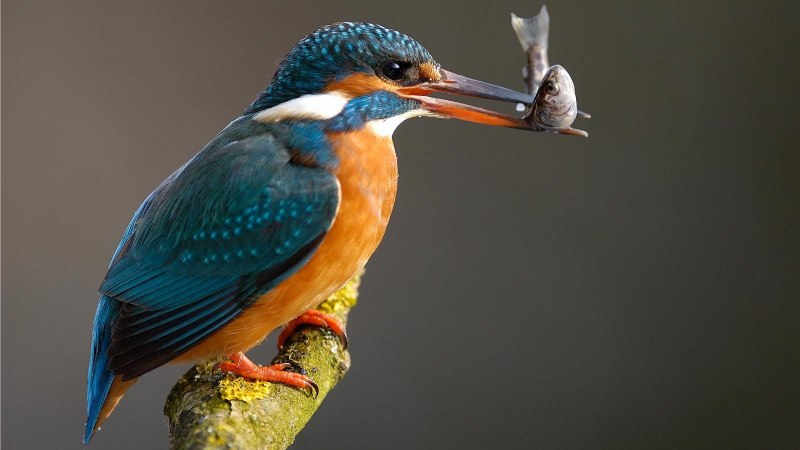 Птичка Kingfisher