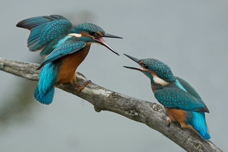Птичка Kingfisher