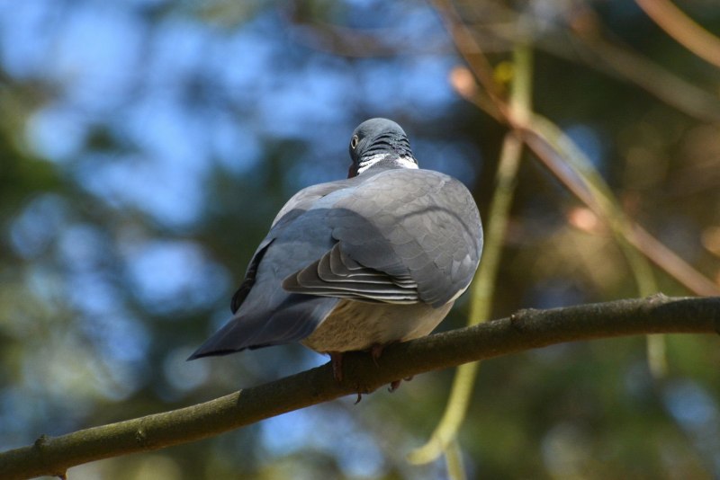 Кольчатая Горлица Streptopelia decaocto