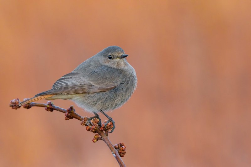 Обыкновенная горихвостка (Phoenicurus Phoenicurus)
