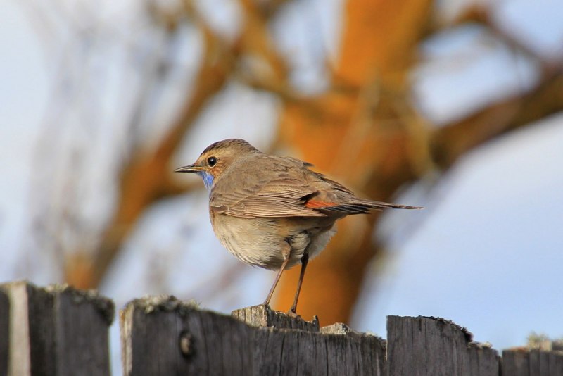 Серая маленькая птичка Wren
