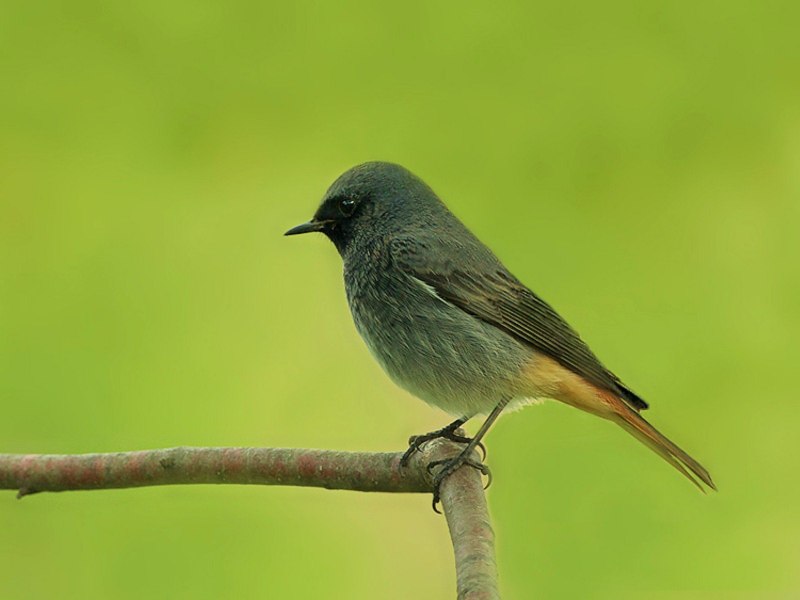 Обыкновенная горихвостка (Phoenicurus Phoenicurus)