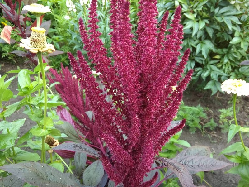 Amaranthus cruentus Амарант
