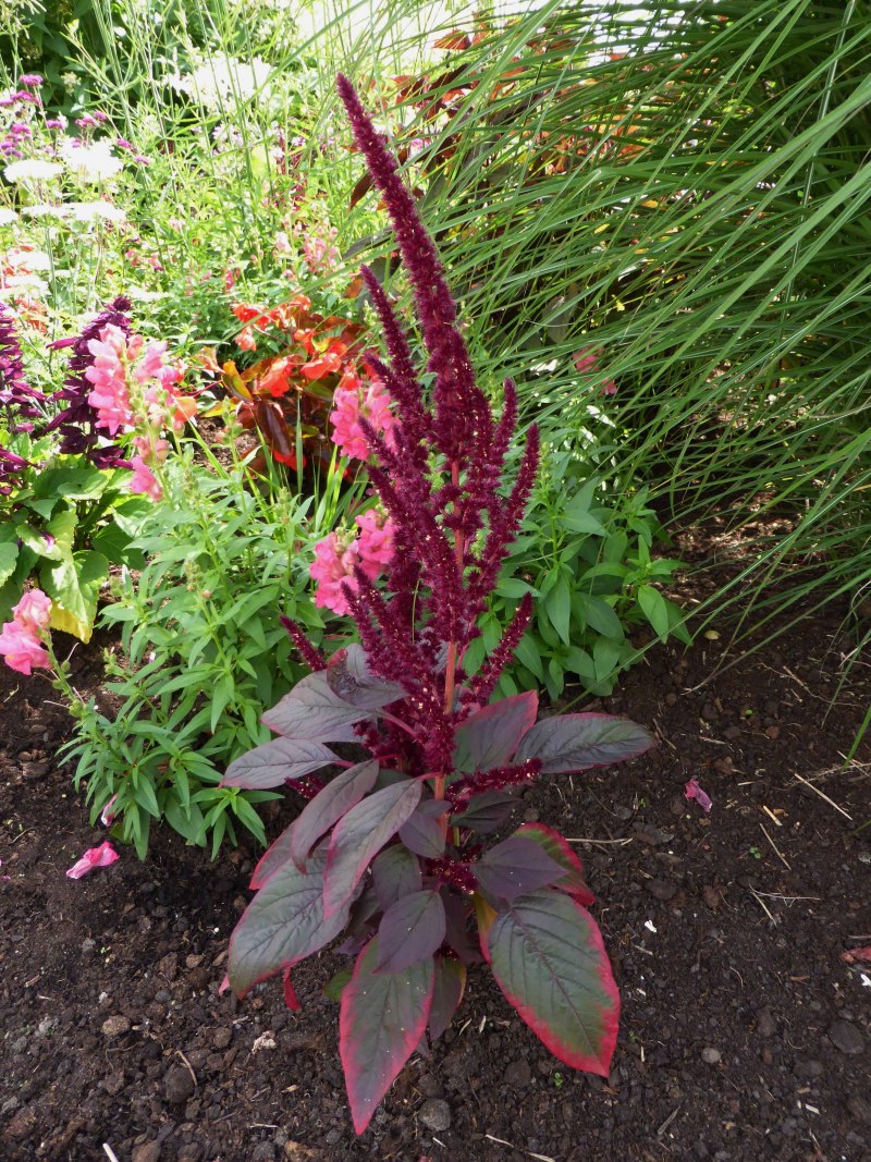 Amaranthus cruentus Амарант
