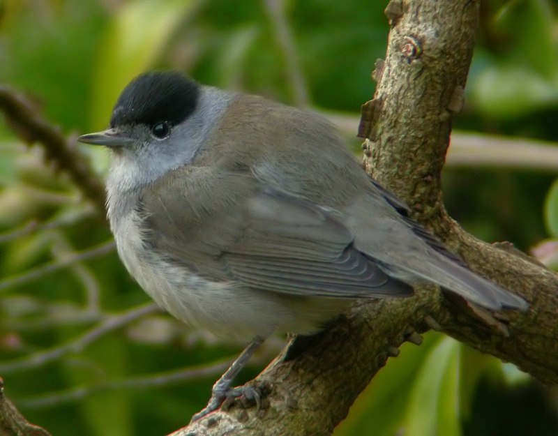 Turdus pilaris