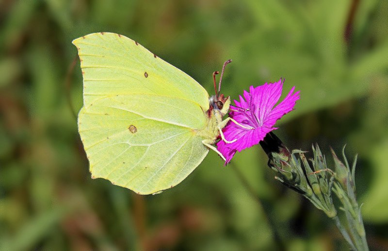 COLIAS hyale