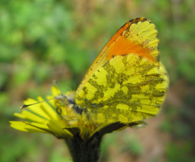Бабочка Gonepteryx rhamni