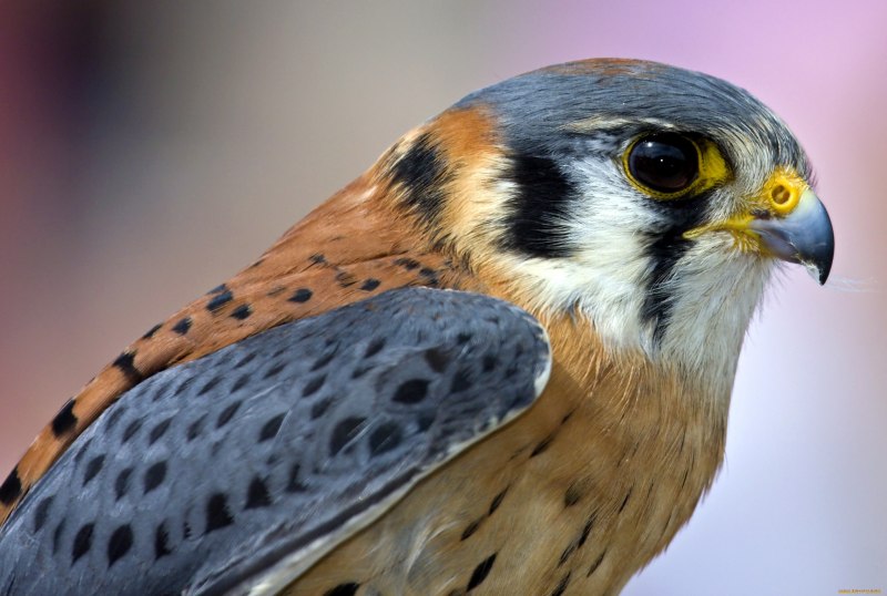 Falco naumanni