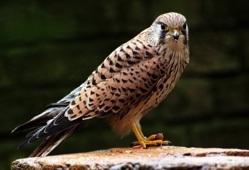 Falco tinnunculus без фона