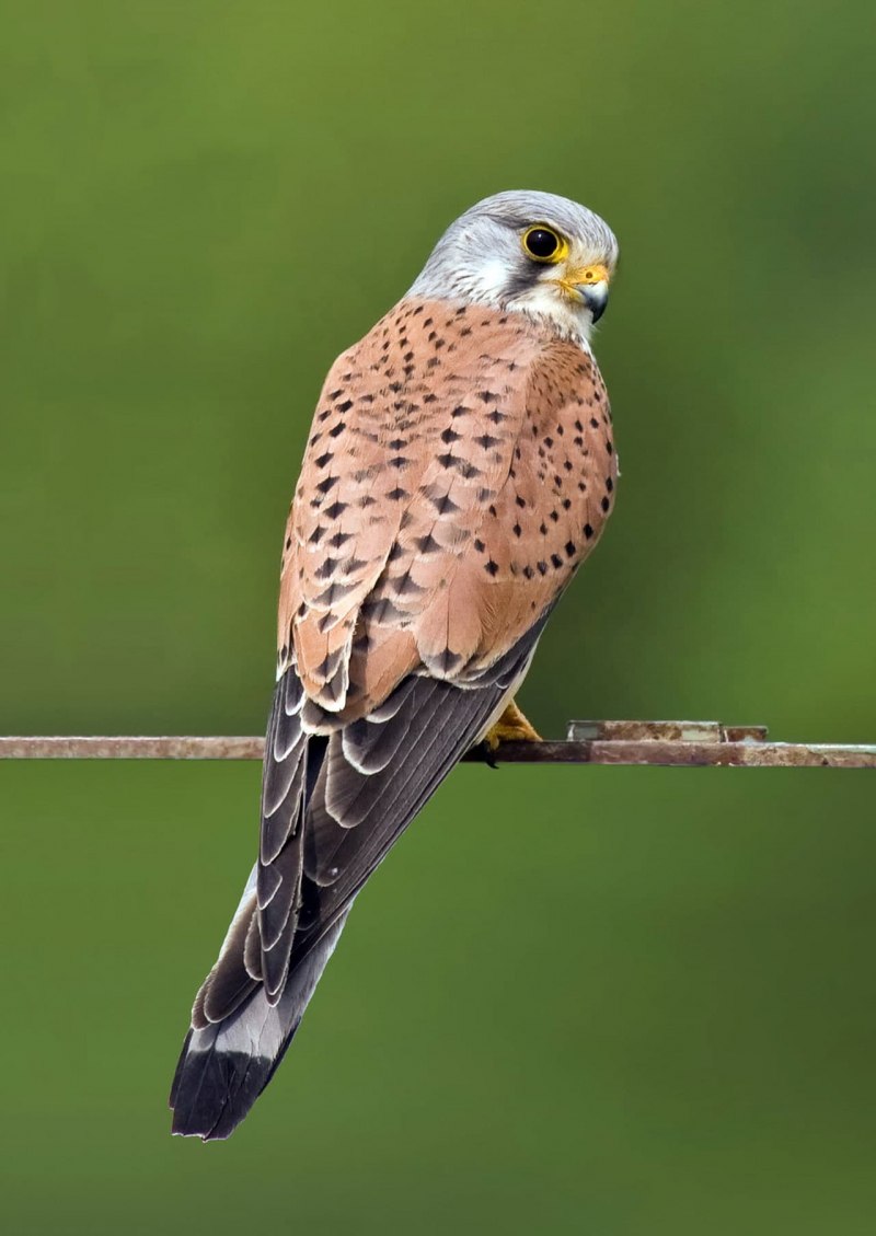 Обыкнове́нная пустельга́ ( Falco tinnunculus)