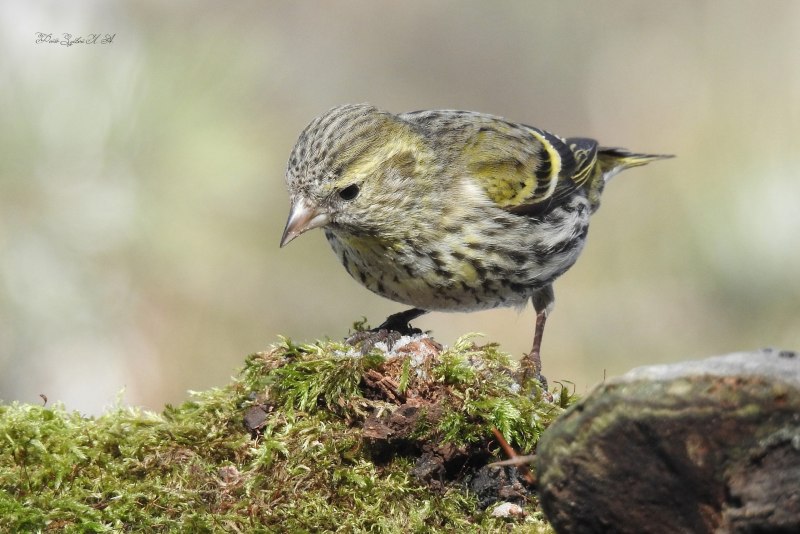 Крапивник Troglodytes Troglodytes