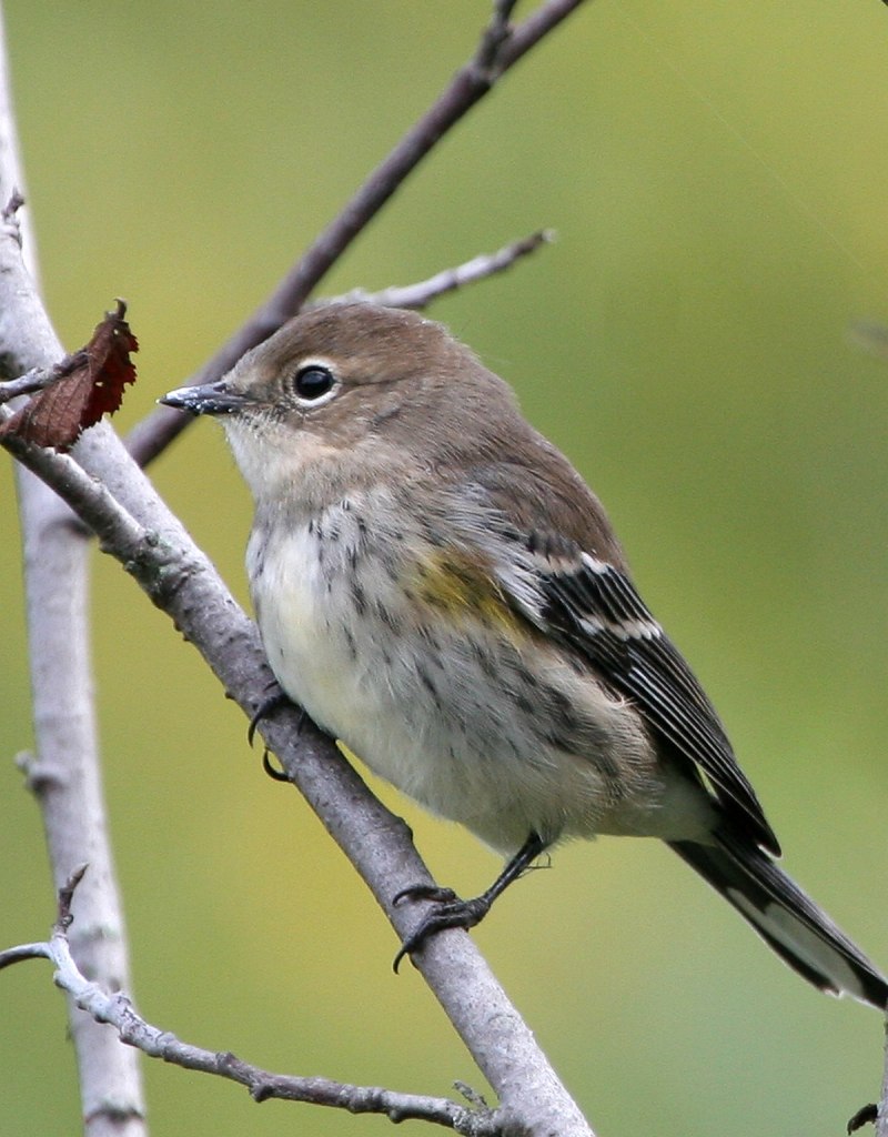 Мухоловка-пеструшка (Ficedula hypoleuca)