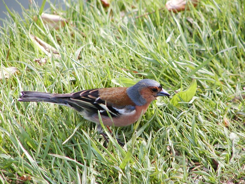 Pycnonotus leucogenys