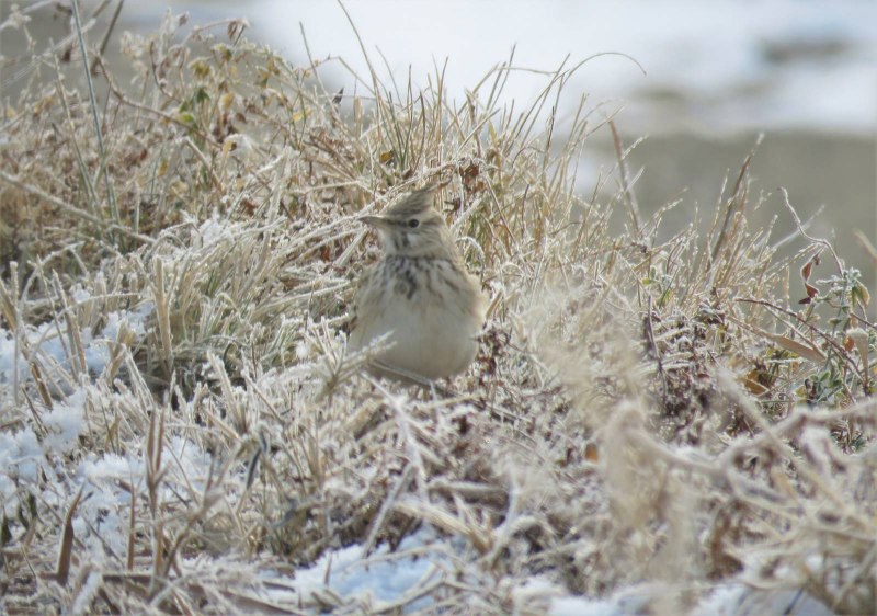 Skylark Магадан