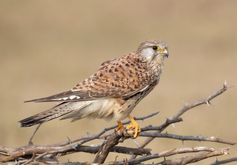 Falco tinnunculus без фона