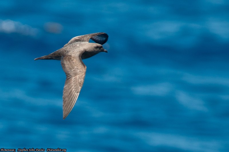Ямайский тайфунник (Pterodroma Caribbean)