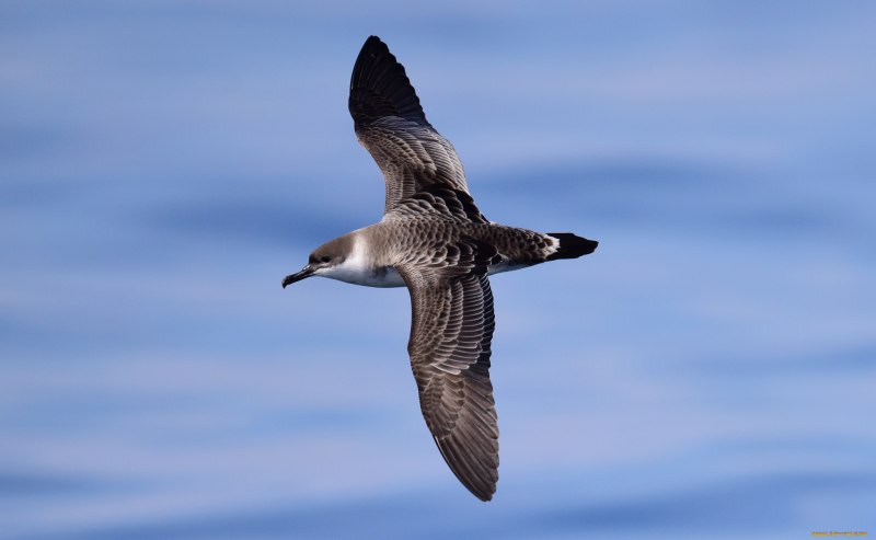 Глупыш - Fulmarus glacialis
