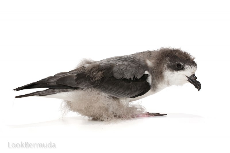 Puffinus griseus серый Буревестник