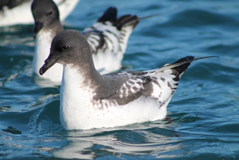 Petrel, Shearwater, Thunderbird в чëм разница?