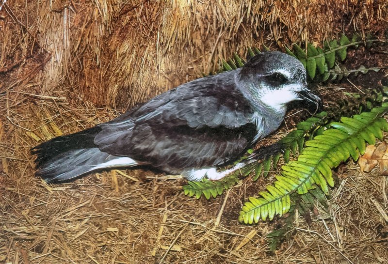 Pterodroma Alba