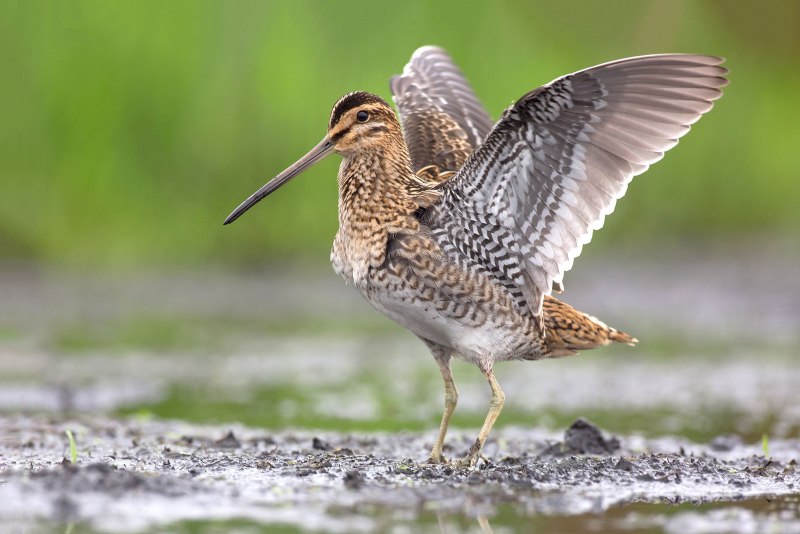 Gallinago Gallinago полет