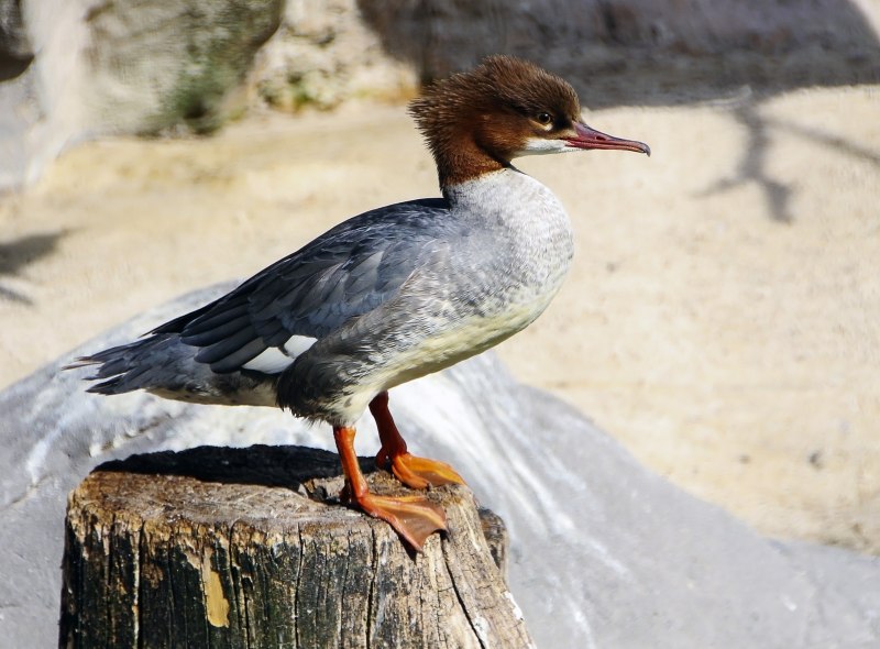 Красношейная поганка (Podiceps auritus)
