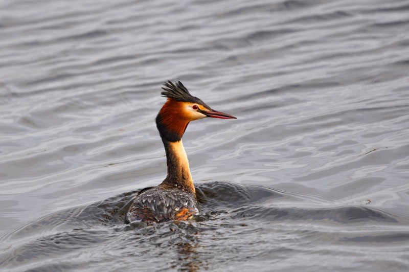 Капюшонной поганки (Podiceps gallardoi).