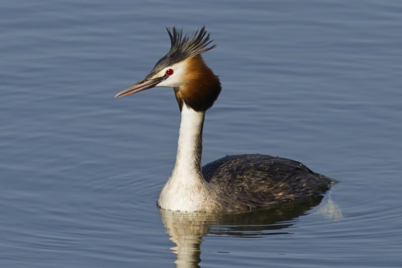 Большой крохаль Mergus Merganser