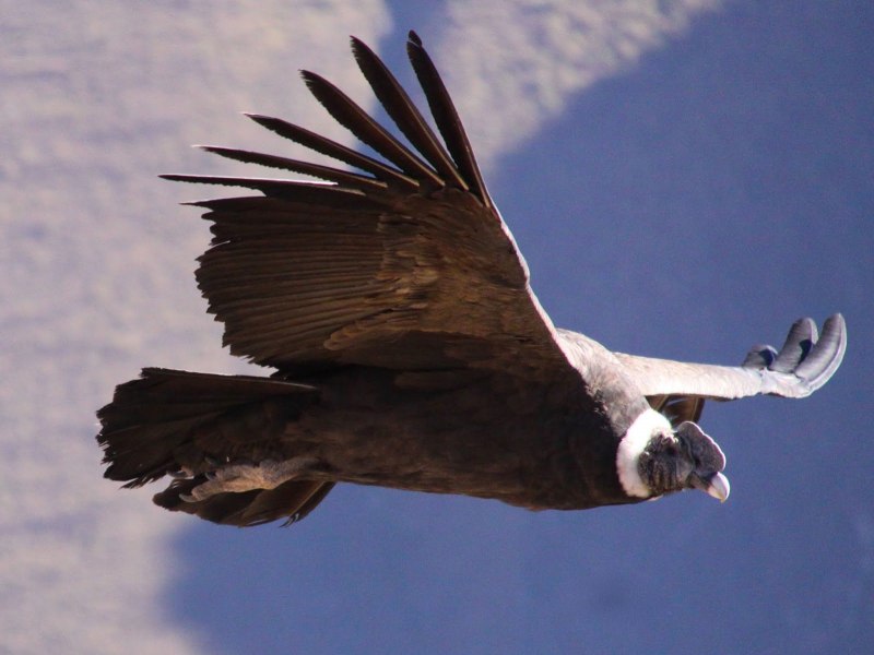 Самая большая птица в мире которая летает (54 фото)