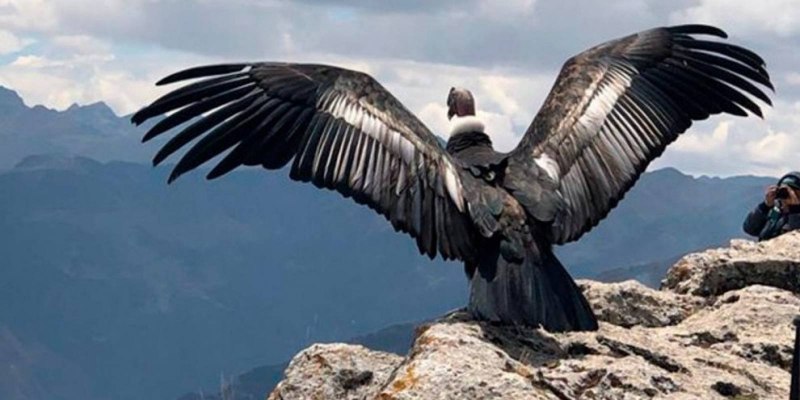 Самая большая птица в мире летающая