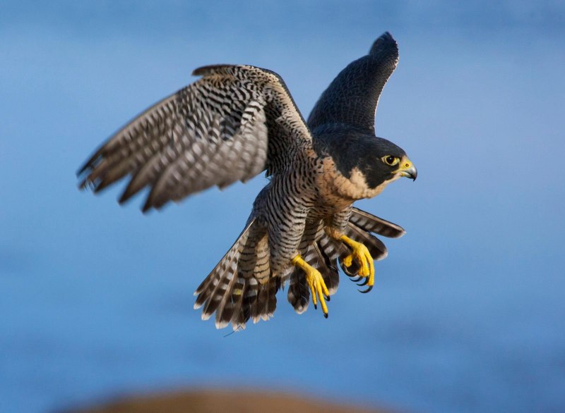Peregrine Falcon