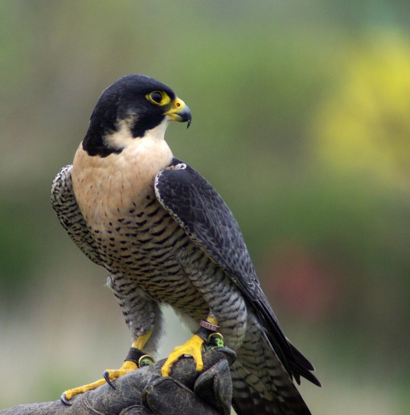 Сокол-Сапсан (Falco peregrinus)