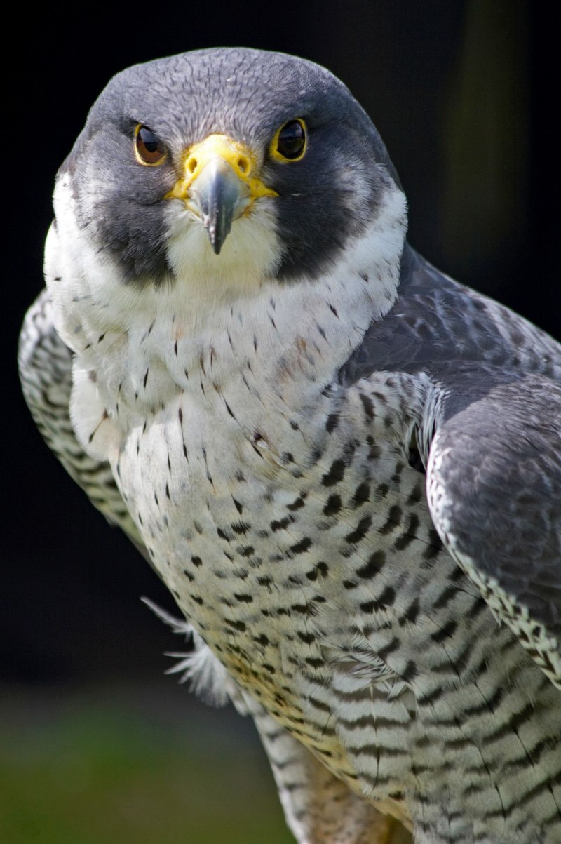 Сокол-Сапсан (Falco peregrinus)