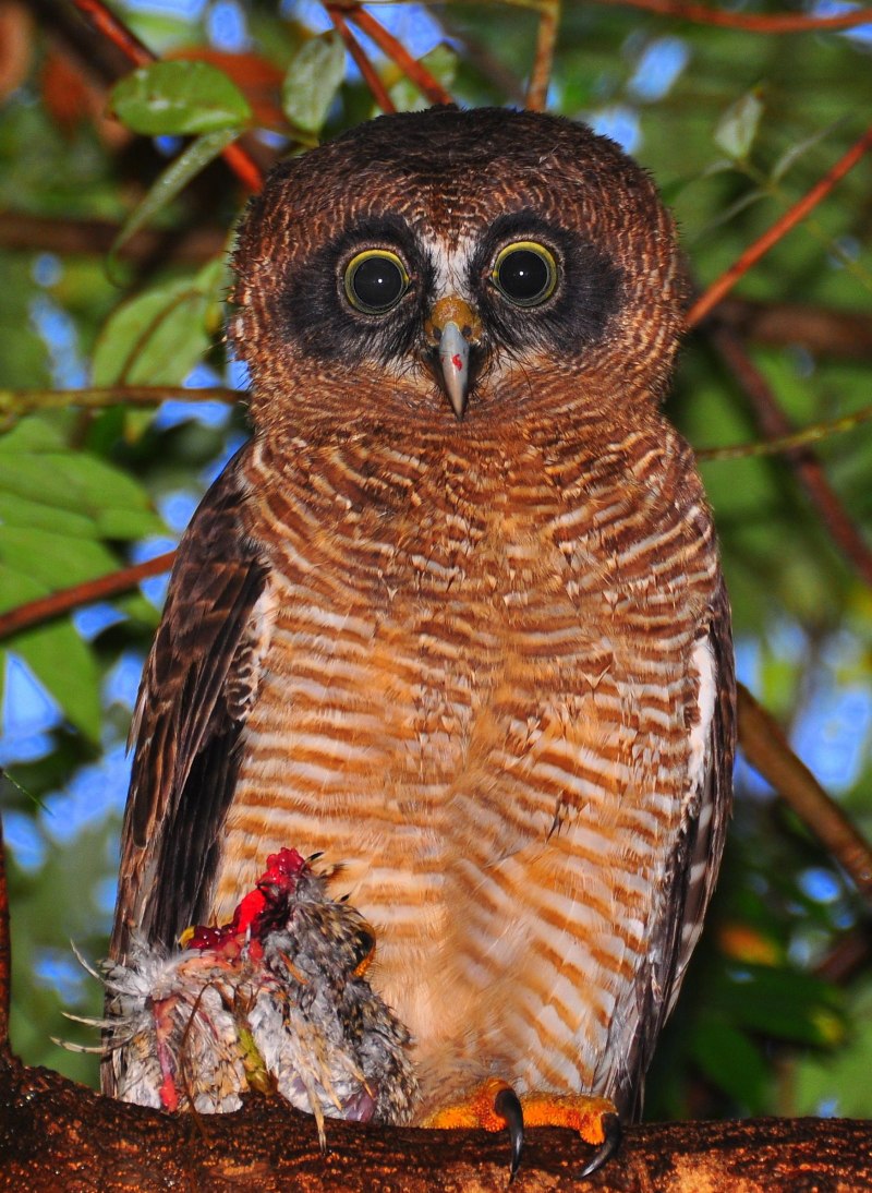 Совообразные Strigiformes