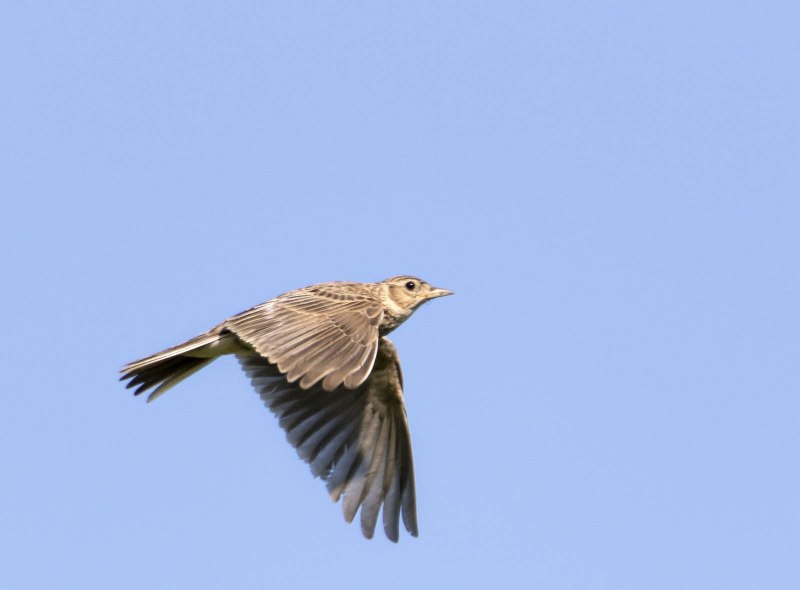 Toygar Bird