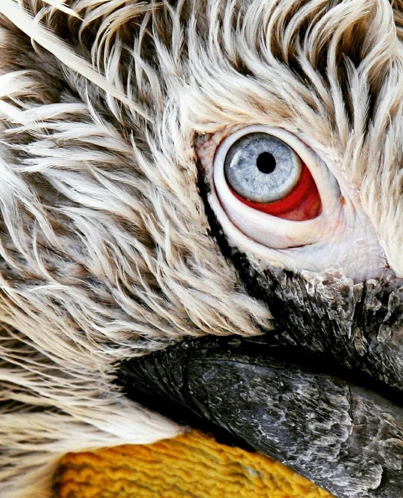 Глаза Птиц