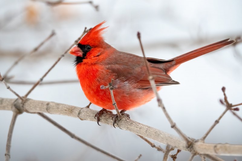 Scarlet Robin