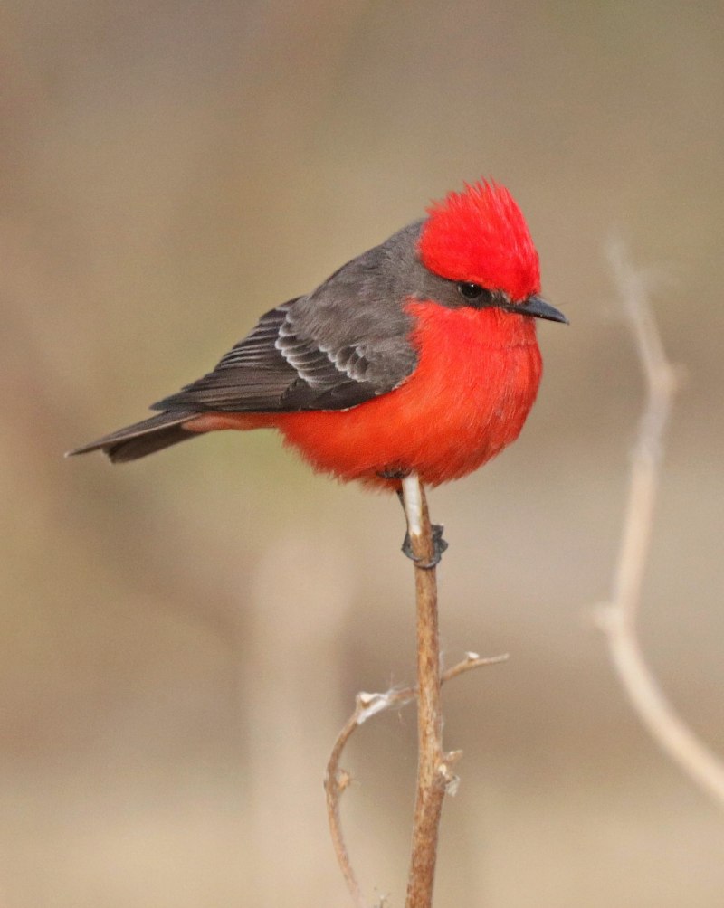 Red Bird Ярославль