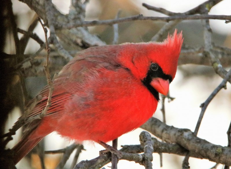 Melanerpes formicivorus