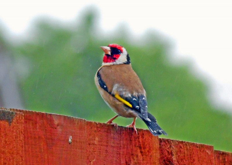 Cardinalis cardinalis affinis (подвид)