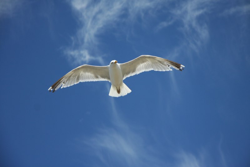 Птицы парят в небе (51 фото)
