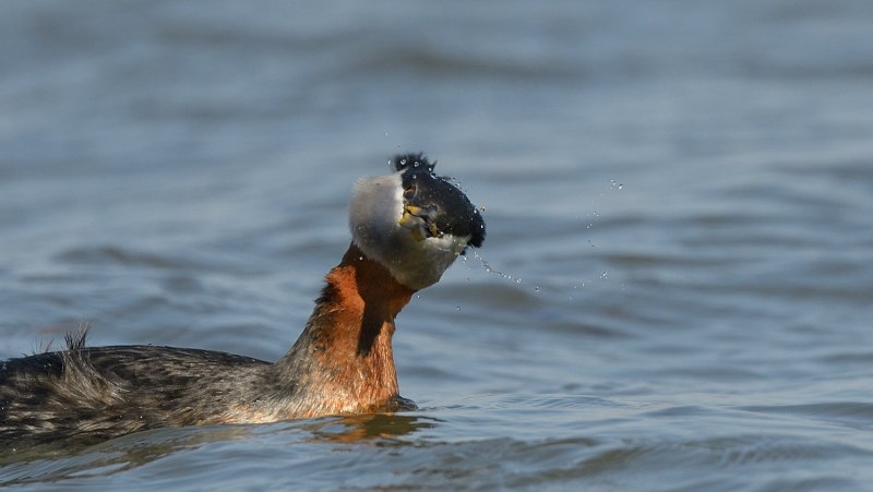 Морские утки на черном море