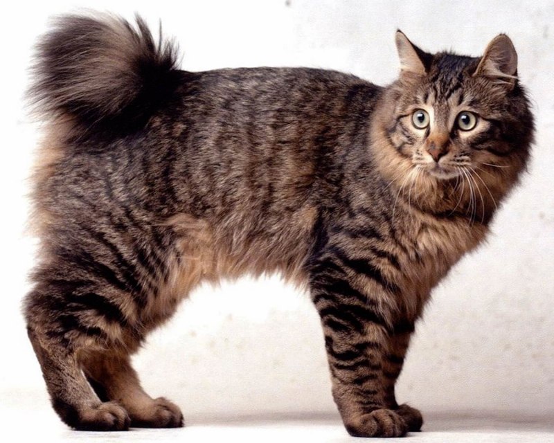 Кот американский бобтейл