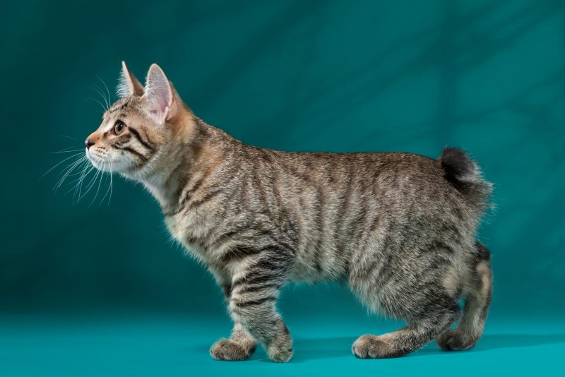 Кот Курильский бобтейл