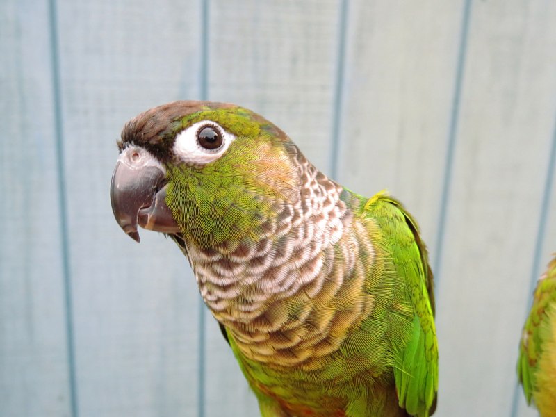 Green cheeked Parrot