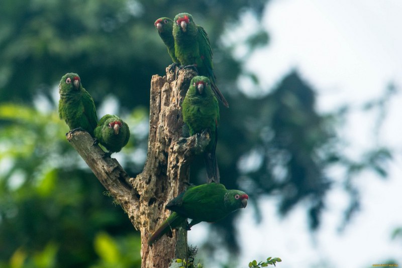 Pyrrhura Parrots species